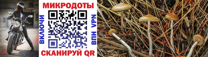 Псилоцибиновые грибы ЛСД  блэк спрут ссылка  маркетплейс как зайти  Владикавказ 